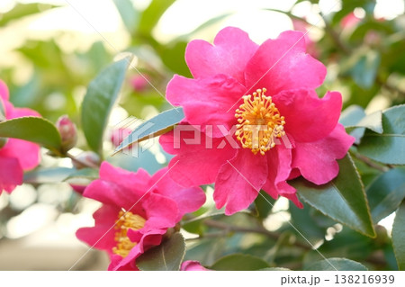満開のサザンカ 冬の花 満開のサザンカ 冬の花 138216939