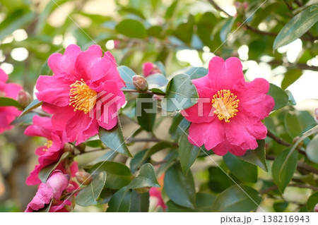満開のサザンカ　冬の花 138216943