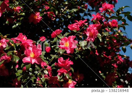 満開のサザンカ 冬の花 満開のサザンカ 冬の花 138216948