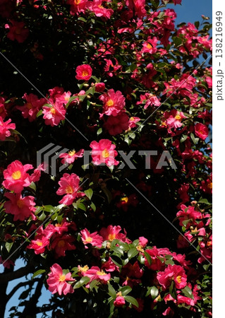 満開のサザンカ　冬の花 138216949