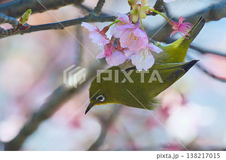 河津桜の蜜を吸うメジロ 河津桜の蜜を吸うメジロ 138217015