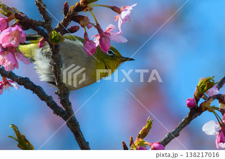 ピンク色の桜とメジロ ピンク色の桜とメジロ 138217016