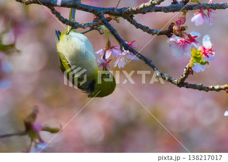 河津桜の蜜を吸うメジロ 138217017