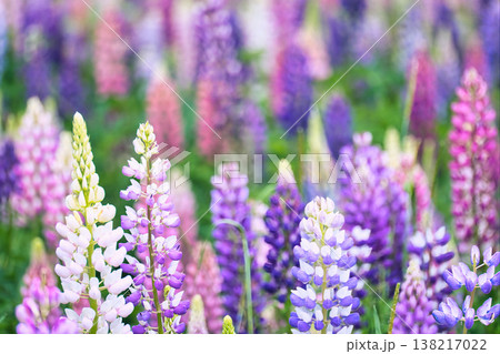 春に咲く紫色のルピナスの花 138217022
