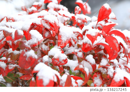 雪に降られたお多福南天(オタフクナンテン) 雪に降られたお多福南天(オタフクナンテン) 138217245
