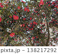 見上げると空には椿の花が満開に咲いている大きな木 138217292