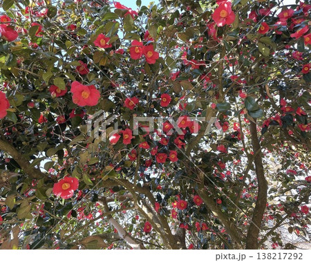見上げると空には椿の花が満開に咲いている大きな木 138217292