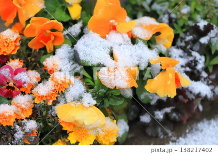 季節はずれの雪をかぶったパンジーの花　　　　　　 138217402
