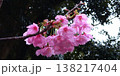 雨上がりの桜 138217404