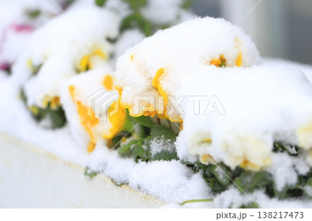 季節はずれの雪をかぶったパンジーの花 季節はずれの雪をかぶったパンジーの花 138217473
