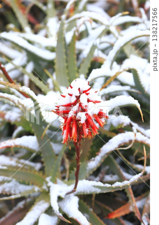 雪の日のアロエの花 雪の日のアロエの花 138217566