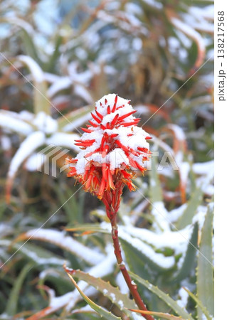 雪の日のアロエの花　　　 138217568