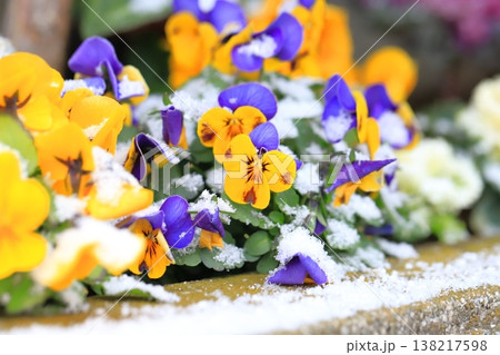 季節はずれの雪をかぶったパンジー(ビオラ)の花 季節はずれの雪をかぶったパンジー(ビオラ)の花 138217598