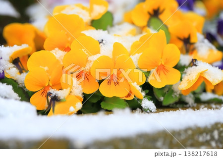 季節はずれの雪をかぶったパンジー(ビオラ)の花 季節はずれの雪をかぶったパンジー(ビオラ)の花 138217618