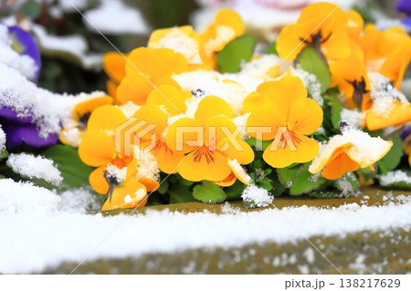 季節はずれの雪をかぶったパンジー（ビオラ）の花　　　　　　　　　 138217629