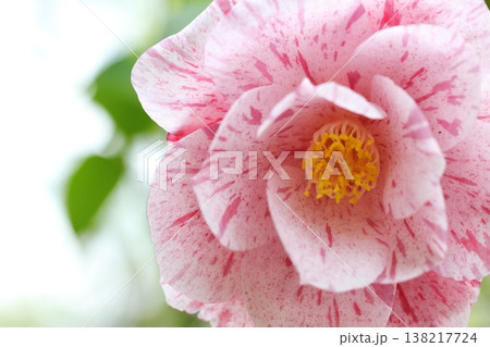 美しい椿の花 美しい椿の花 138217724