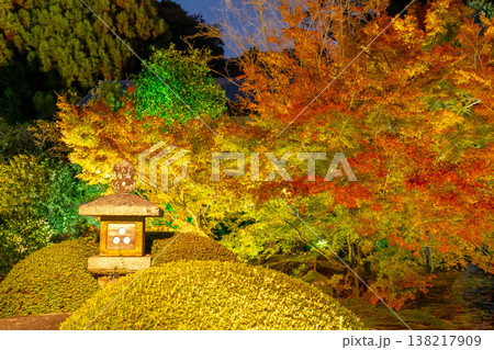 京都 東山泉涌寺別院 雲龍院(瑠璃山) 境内中庭の紅葉(蓮華の間からの眺め)ライトアップ 京都 東山泉涌寺別院 雲龍院(瑠璃山) 境内中庭の紅葉(蓮華の間からの眺め)ライトアップ 138217909