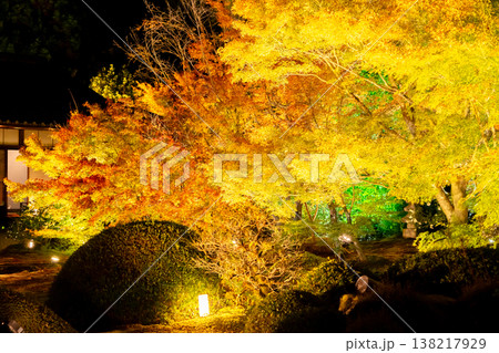京都 東山泉涌寺別院 雲龍院(瑠璃山) 境内中庭の紅葉(大輪の間からの眺め)ライトアップ 京都 東山泉涌寺別院 雲龍院(瑠璃山) 境内中庭の紅葉(大輪の間からの眺め)ライトアップ 138217929