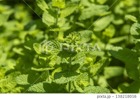 新鮮なミントの葉 138218016