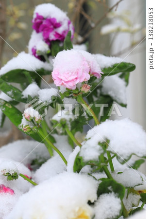綿帽子をかぶったバラの花　　　　　　 138218053