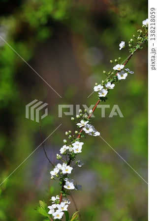可愛いユキヤナギの花 可愛いユキヤナギの花 138218059