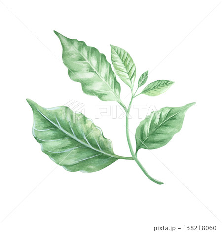 Watercolor green coffee tree leaves. Botanical illustration of a coffee branch from an organic natural plantation. Hand-drawn element on a white background. Spring and summer green leaves. Watercolor green coffee tree leaves. Botanical illustration of a coffee branch from an organic natural plantation. Hand-drawn element on a white background. Spring and summer green leaves. 138218060