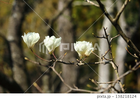 春の訪れを告げるモクレンの花 春の訪れを告げるモクレンの花 138218124