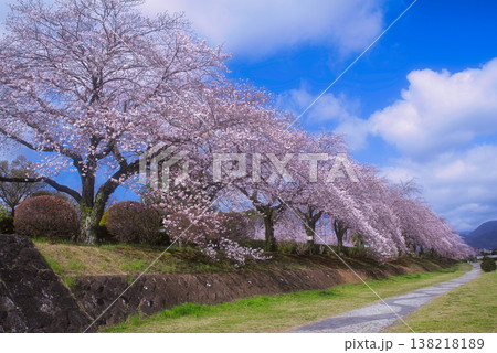 秦野市水無川沿いの桜並木 秦野市水無川沿いの桜並木 138218189