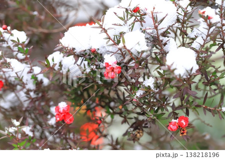 雪をかぶった御柳梅（ギョリュウバイ）　　　 138218196