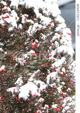 雪をかぶった御柳梅(ギョリュウバイ) 雪をかぶった御柳梅(ギョリュウバイ) 138218406