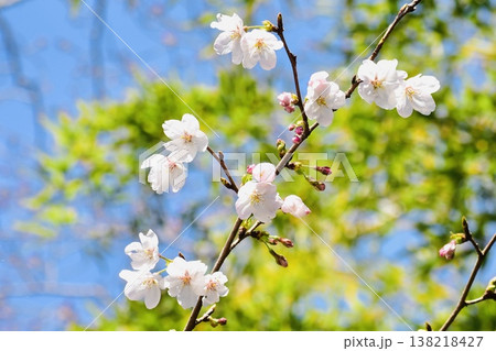 竹薮のそばに咲いた桜 竹薮のそばに咲いた桜 138218427