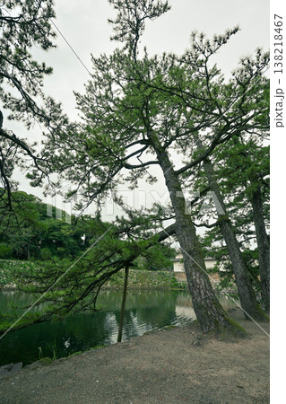 彦根城の松 138218467