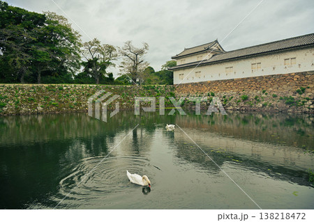 お堀の白鳥 138218472