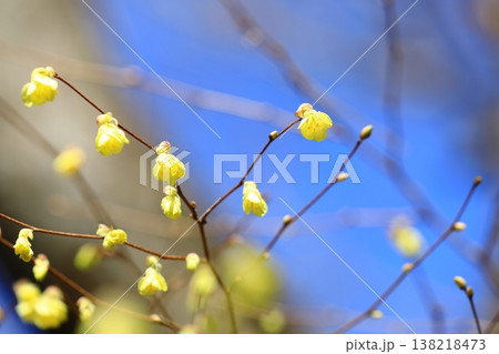 春を告げるヒュウガミズキの花 138218473