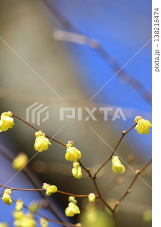 春を告げるヒュウガミズキの花 138218474