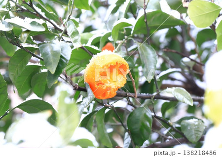 鳥に食べられた雪の日のみかん 138218486