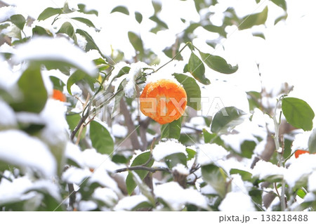 鳥に食べられた雪の日のみかん 138218488