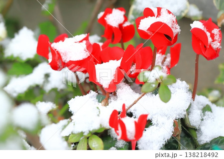 綿帽子をかぶった赤いシクラメンの花　　　　　　　 138218492