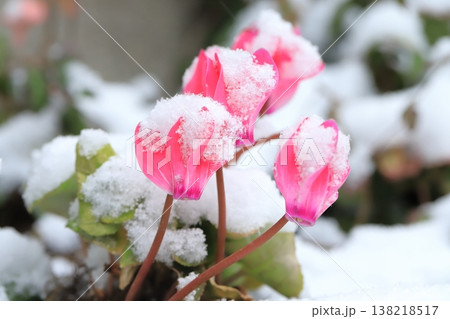 綿帽子をかぶった赤いシクラメンの花 綿帽子をかぶった赤いシクラメンの花 138218517