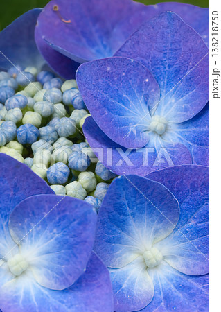 青い紫陽花の花 青い紫陽花の花 138218750