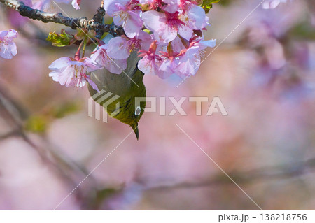 河津桜の蜜を吸うメジロ 138218756