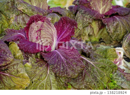 冬に成長する紫白菜が成長した様子 138218924