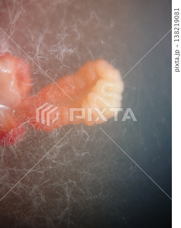 カビの菌糸と酵母菌のコロニーの絡み合い 138219081