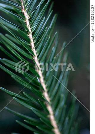 Spruce branch close-up, texture of spruce, macro shot. 138219187