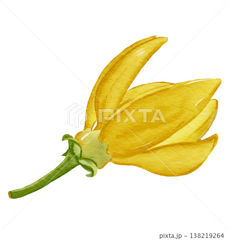 hai Desmos chinensis flower or Sai Yud, fragrant yellow tropical flower 138219264