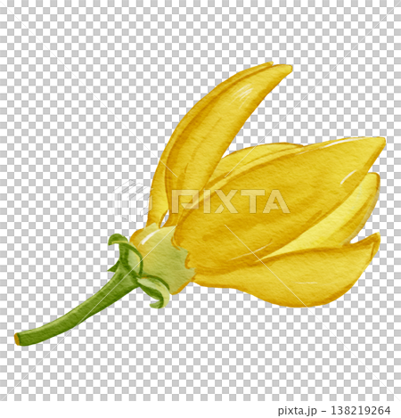 hai Desmos chinensis flower or Sai Yud, fragrant yellow tropical flower 138219264