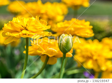Terry yellow tulips on the flowerbed Terry yellow tulips on the flowerbed 138219347