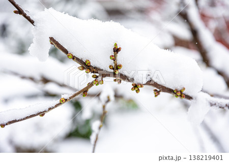 Tree branches in spring covered with snow, close up. 138219401