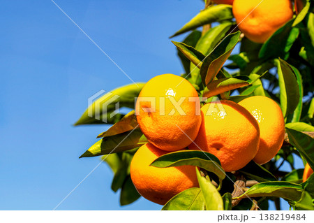 みかん園 138219484