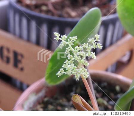 丸い葉っぱが可愛い「ピレア・ペペロミオイデス」の花 138219490